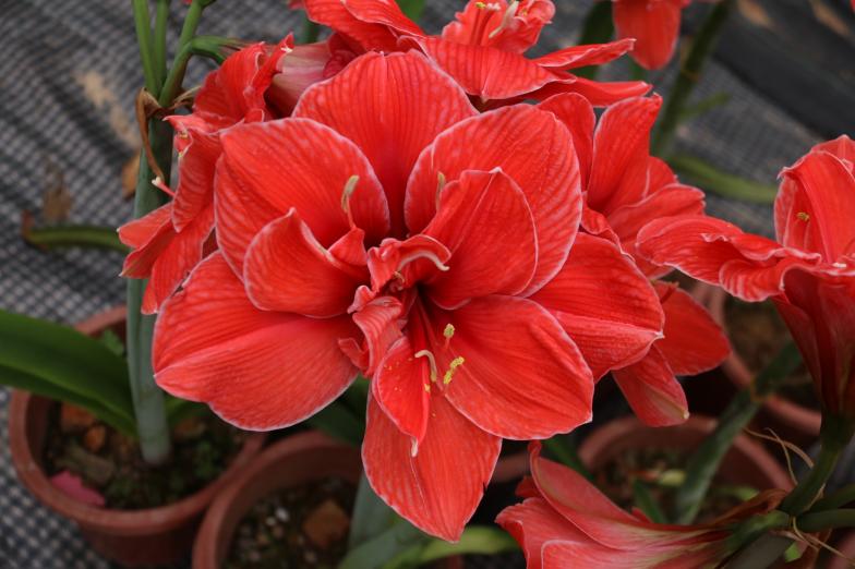 紅運朱頂紅特寫