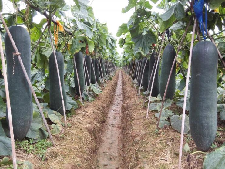 鐵柱2號（冬瓜）1