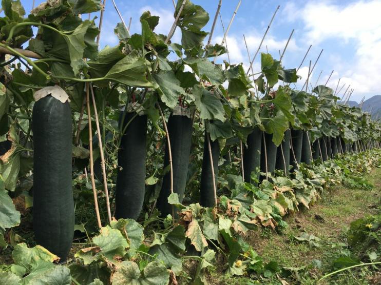 鐵柱2號（冬瓜）2