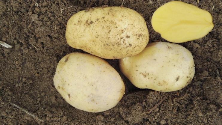 08e135cd3d9a3905a8a222275bf75c4