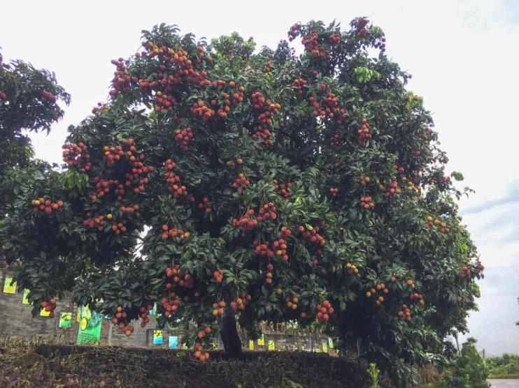 仙進(jìn)奉荔枝