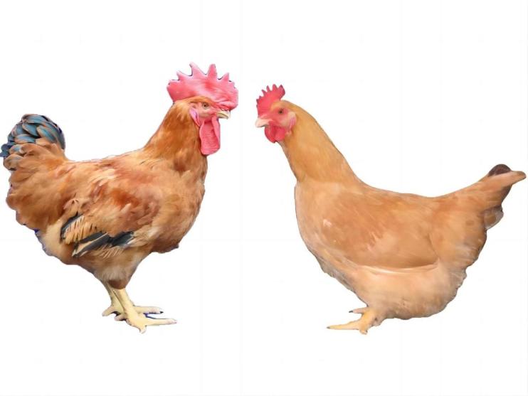 e9263cd560ee8f7b571f54005d987c6