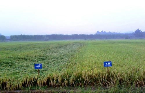 水稻三控技術(shù)